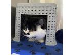 Adopt Funfetti a Domestic Longhair / Mixed cat in Spokane Valley, WA (39033763)