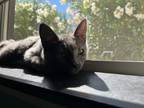 Adopt Ash a Gray or Blue Domestic Mediumhair / Mixed (medium coat) cat in
