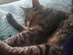 Adopt Edgar a Domestic Shorthair / Mixed cat in Battle Ground, WA (38942605)
