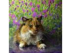 Adopt Saska a Calico or Dilute Calico Domestic Longhair / Mixed cat in Yuma