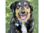 Adopt Rufus a Black Mixed Breed (Large) / Mixed dog in St.
