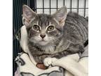 Adopt Tanoan a Gray or Blue Domestic Shorthair / Mixed cat in St.