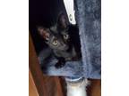 Adopt Jiji a All Black Domestic Shorthair / Domestic Shorthair / Mixed cat in