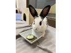 Adopt Onigiri a White English Spot / Other/Unknown / Mixed rabbit in Eugene