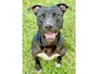 Adopt Booker a Black American Pit Bull Terrier / Mixed dog in Anderson