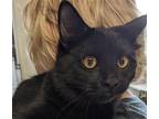 Adopt Cosmos a All Black Domestic Shorthair / Mixed (short coat) cat in