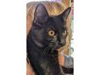 Adopt Venus a All Black Domestic Shorthair / Mixed (short coat) cat in