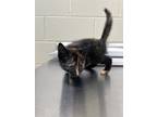 Adopt 16980-Mable-Petsense a Domestic Shorthair / Mixed cat in Covington