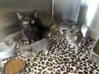 Adopt 16985 a Domestic Shorthair / Mixed cat in Covington, GA (39075906)