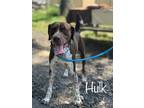 Adopt Hulk a Brown/Chocolate German Shorthaired Pointer / Mixed dog in Pomona