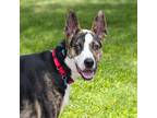 Adopt Flo a German Shepherd Dog / American Pit Bull Terrier / Mixed dog in