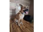 Adopt Loo a Tan/Yellow/Fawn Black Mouth Cur / Feist / Mixed dog in Seminary
