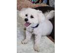 Adopt Dexter #453 a White Bichon Frise / Mixed dog in Placentia, CA (39079688)