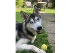 Adopt Togo a Black - with White Husky / Mixed dog in Brooklyn, NY (39000135)