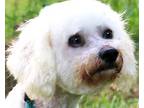 Adopt ZIGGY (ADORABLE SWEET FELLOW) a White Poodle (Miniature) / Mixed dog in