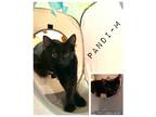 Adopt Pandi a All Black Domestic Shorthair / Mixed (short coat) cat in Gilbert