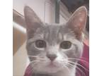 Adopt Rocky a Gray or Blue Domestic Shorthair / Mixed cat in Zanesville