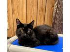 Adopt Kitten 24428 (Alura) a Domestic Longhair (long coat) cat in Parlier
