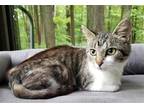 Adopt Terra a Brown Tabby Domestic Shorthair / Mixed (short coat) cat in