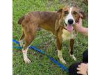 Adopt Tate a Hound, Boxer