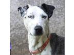 Adopt ET a Black Australian Cattle Dog / Mixed dog in Lihue, HI (38963289)