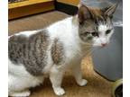 Adopt Milo a Domestic Shorthair / Mixed cat in Lexington, KY (38988856)