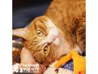 Adopt KAINA a Orange or Red (Mostly) Domestic Shorthair (short coat) cat in