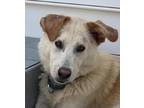 Adopt Eddie Vanhalen a Retriever (Unknown Type) / Mixed dog in Raleigh