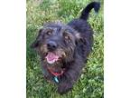 Adopt Oscar a Black Terrier (Unknown Type, Small) / Mixed dog in Wenatchee