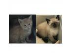 Adopt Conor and Cayden a Tiger Striped Domestic Shorthair / Mixed cat in