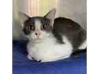 Adopt Jasper a White Domestic Shorthair / Mixed cat in Hanna City, IL (39072534)