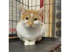 Adopt Mickey a Orange or Red Domestic Shorthair / Mixed cat in Galesburg