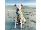 Adopt Thor a Brindle - with White American Pit Bull Terrier / Mixed dog in