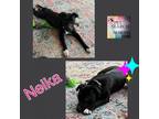 Adopt Neika a Black American Pit Bull Terrier / Mixed dog in Washington