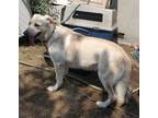 Adopt Amy a Tan/Yellow/Fawn Labrador Retriever / Mixed dog in Lodi
