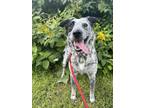 Adopt Stella a Black Australian Cattle Dog / Mixed dog in Lewiston