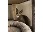 Adopt Gaston a Gray or Blue (Mostly) Domestic Mediumhair (medium coat) cat in