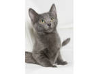 Adopt Cinders a Gray or Blue Domestic Shorthair / Domestic Shorthair / Mixed cat