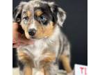 Mutt Puppy for sale in Princeton, NJ, USA