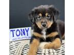 Mutt Puppy for sale in Princeton, NJ, USA
