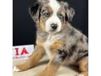 Miniature Australian Shepherd Puppy for sale in Princeton, NJ, USA