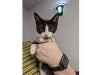 Adopt Asa a Domestic Shorthair / Mixed (short coat) cat in Bryan, TX (39051141)
