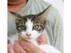 Adopt Jewell a Calico or Dilute Calico Domestic Shorthair (short coat) cat in