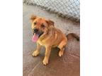 Adopt Ginger a Chow Chow / Mixed dog in Cobden, IL (39075403)
