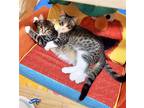 Adopt Jonah & Jace (We're in foster care!) a Domestic Shorthair / Mixed cat in