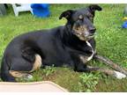 Adopt Ferdinand--COURTESY POST a Black - with Tan, Yellow or Fawn Mixed Breed
