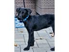 Adopt Diamond a Black Schnauzer (Standard) dog in Berkeley Heights
