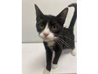 Adopt Audrey Hepburn - In Foster a Domestic Shorthair / Mixed cat in Birdsboro
