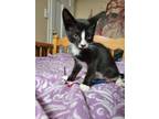 Adopt Pepperoni a Black & White or Tuxedo Domestic Shorthair cat in New York