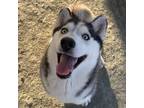 Adopt Astrid* a Siberian Husky / Mixed dog in Pomona, CA (39054907)